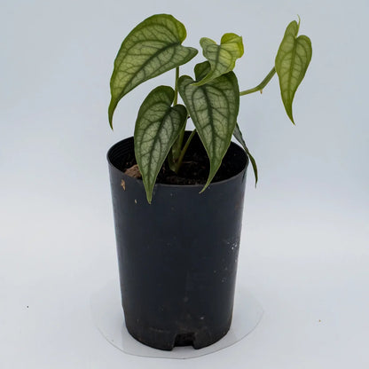 Monster siltepecana - Silver monstera 70mm