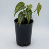 Monster siltepecana - Silver monstera 70mm