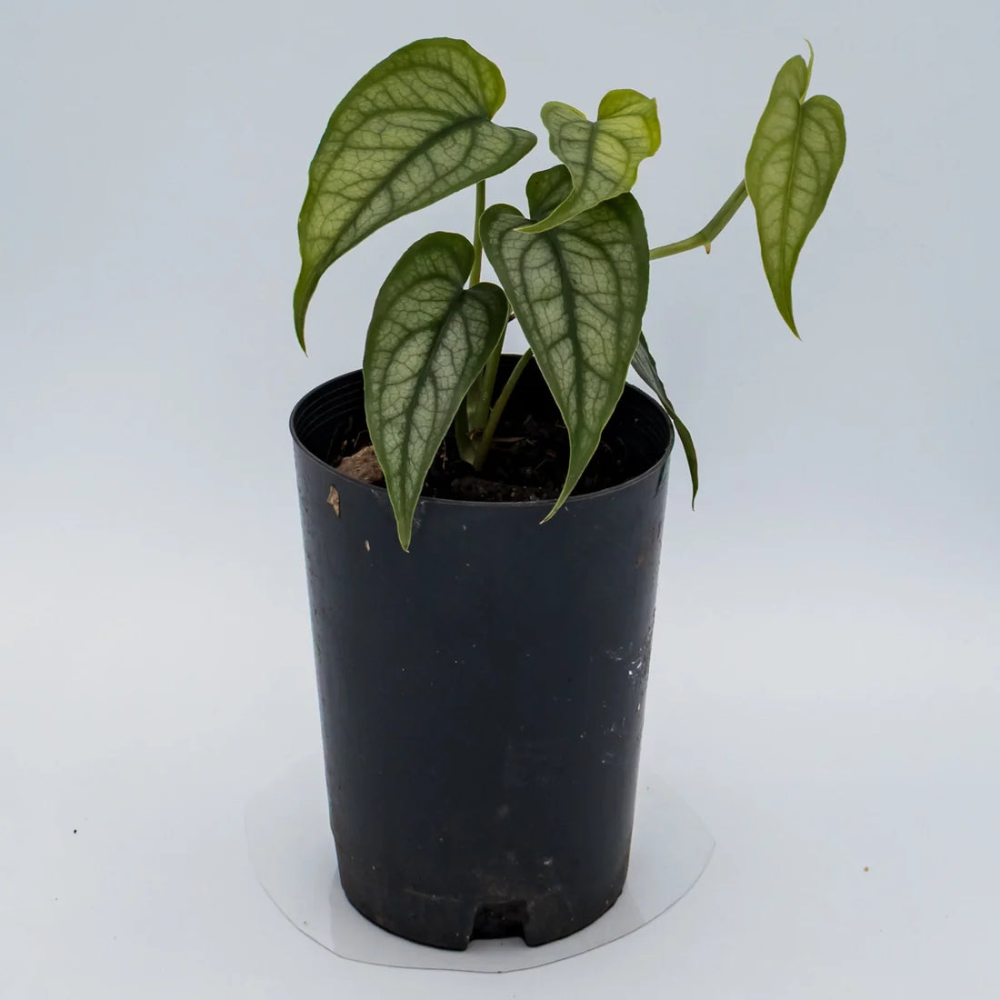 Monster siltepecana - Silver monstera 70mm