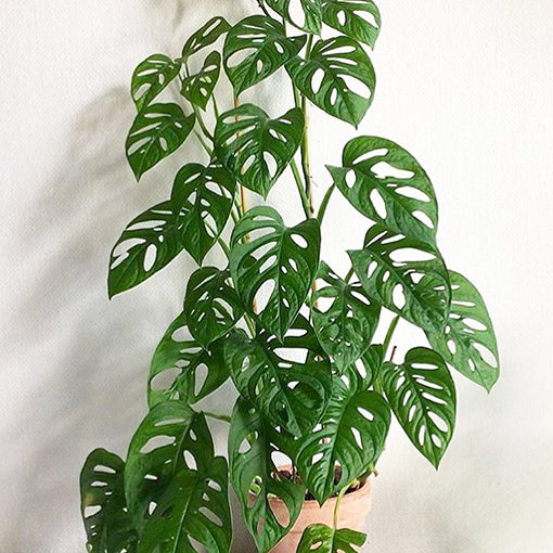 Monstera Adansonii 70mm