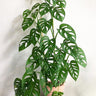 Monstera Adansonii 70mm