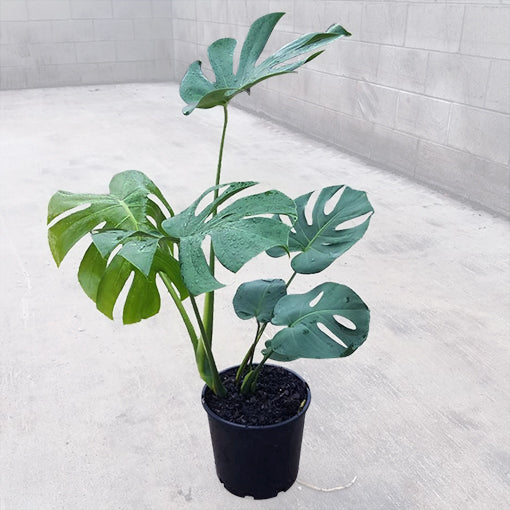 Monstera Deliciosa - Fruit Salad Plant 200mm