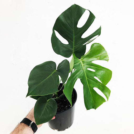 Monstera Deliciosa - Fruit Salad Plant 200mm