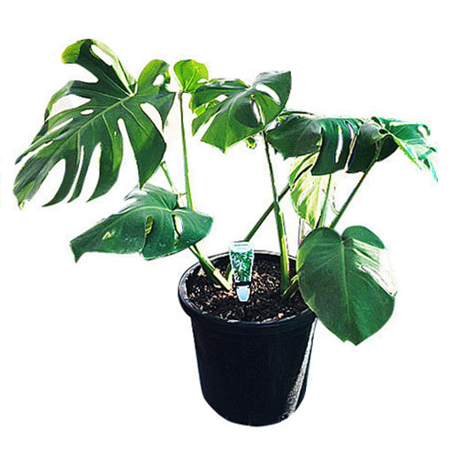 Monstera Deliciosa - Swiss Cheese Plant 300mm