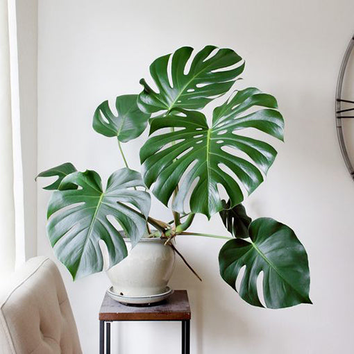 Monstera Deliciosa - Fruit Salad Plant 200mm