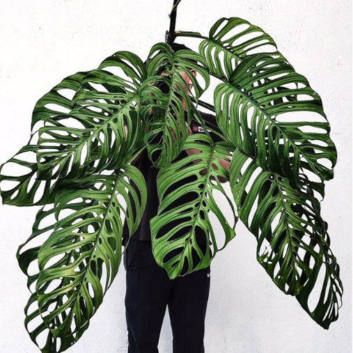 Monstera Esqueleto 120mm
