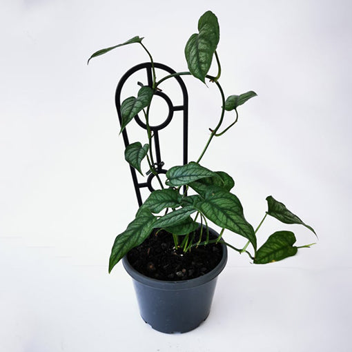 Silver Monstera - Monstera siltepecana 130mm