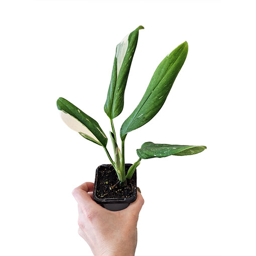Monstera Standleyana Variegata 70mm