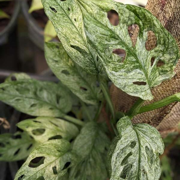 RARE - Monstera Adansonii Mint Variegata 125mm