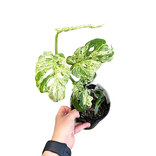 RARE - Monstera Adansonii Mint Variegata 125mm