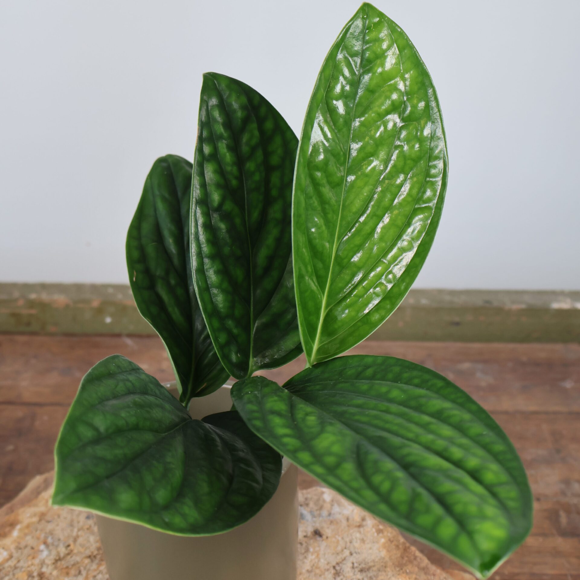 Monstera Karstenianum Peru 70mm