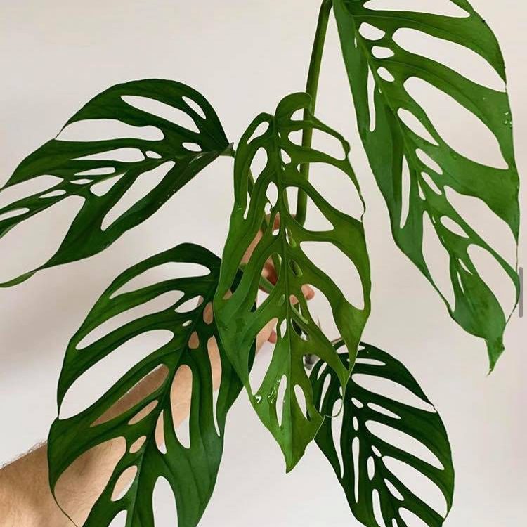 Monstera Adansonii - Monkey Mask 120mm