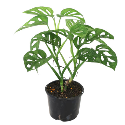 Monstera Adansonii - Monkey Mask 120mm