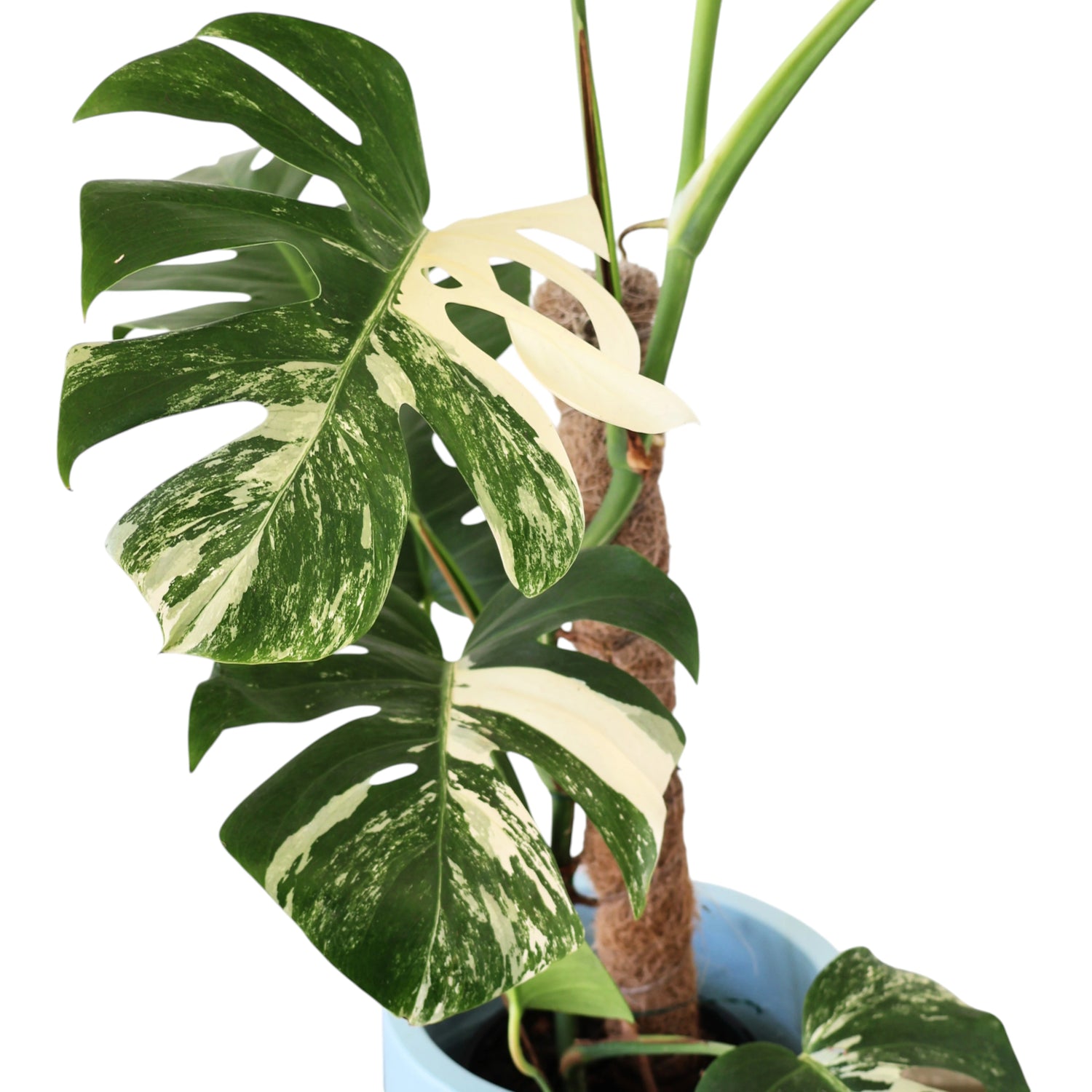 Coir pole