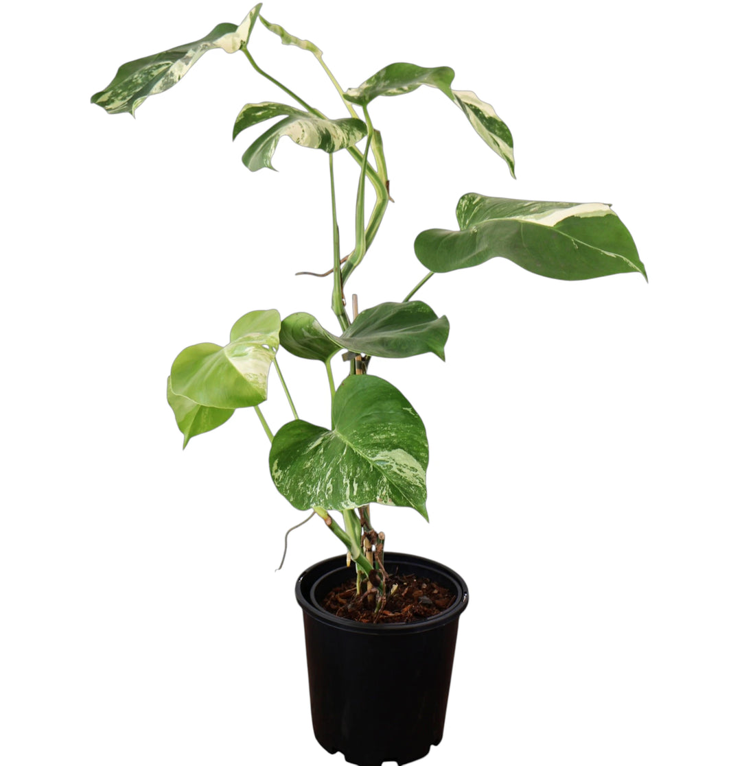 Monstera Albo Variegata 180mm