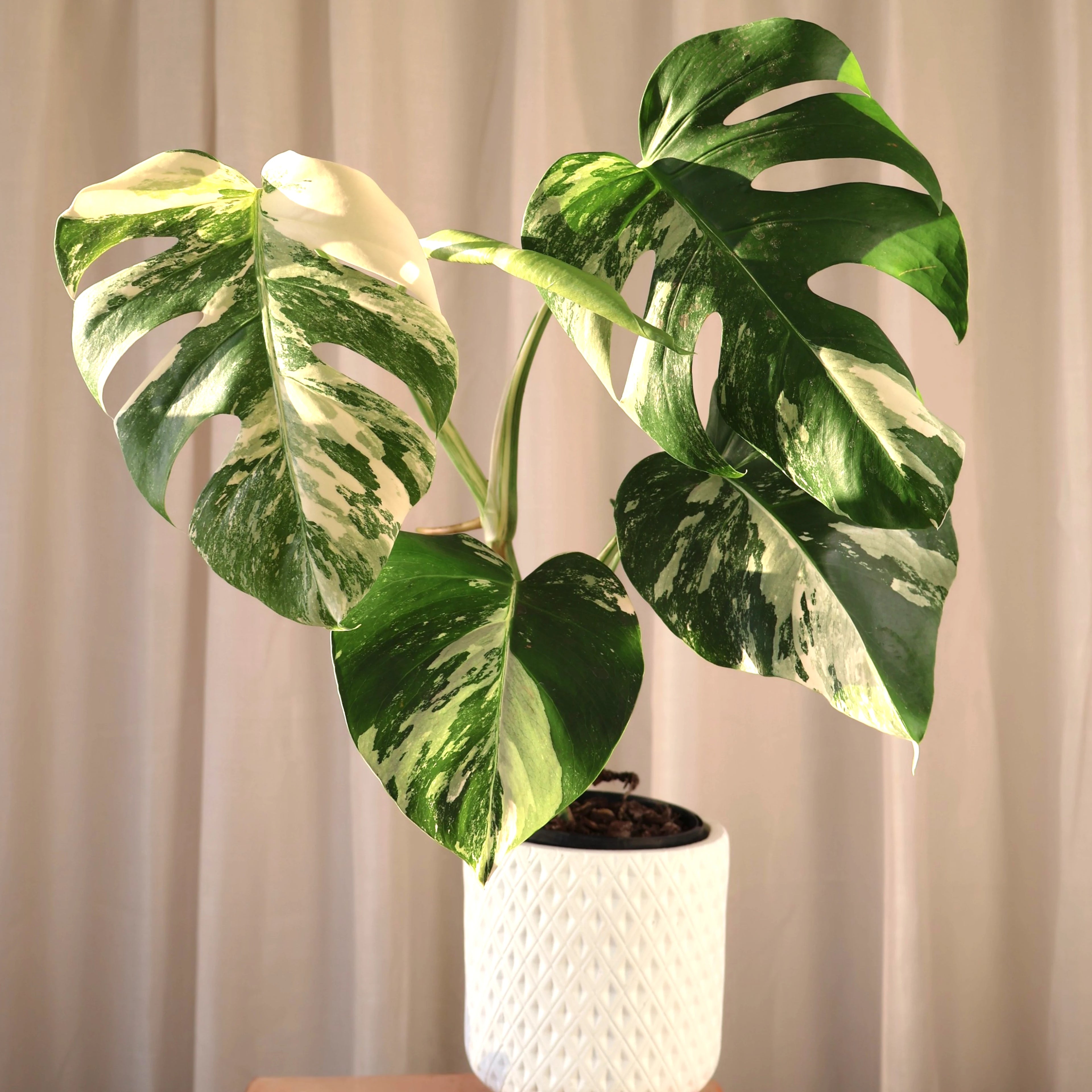 Monstera Albo Variegata 125mm