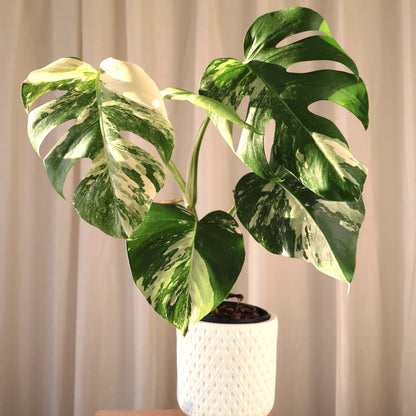 Monstera Albo Variegata 125mm