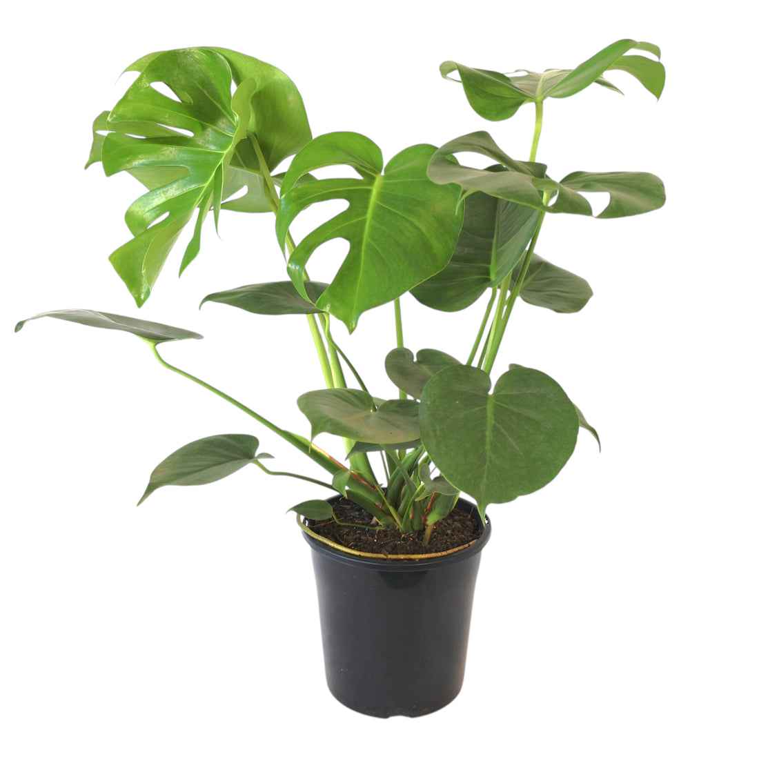 Monstera Deliciosa 200mm