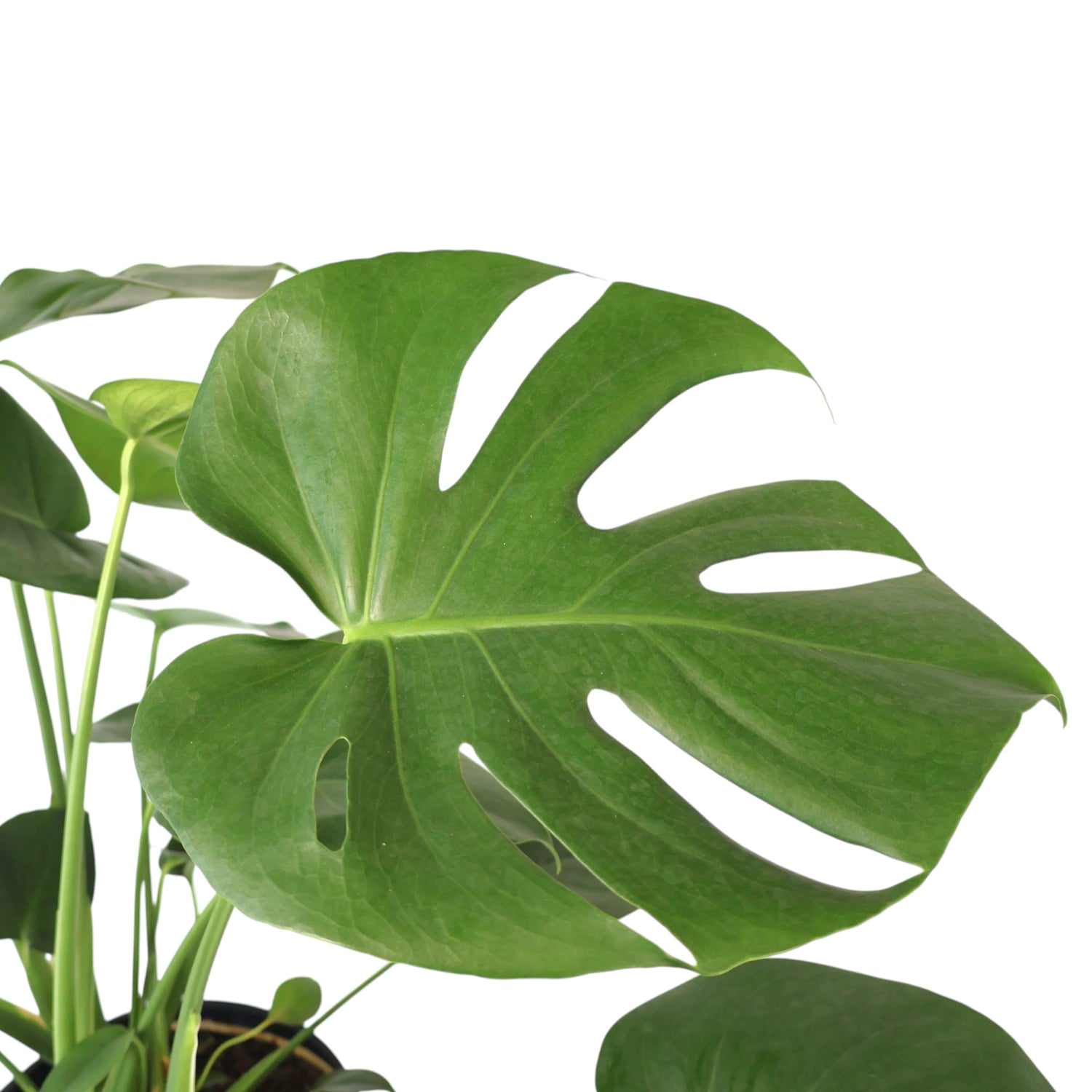 Monstera Deliciosa 200mm