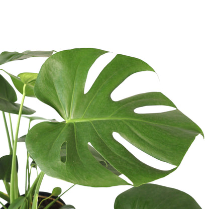 Monstera Deliciosa 200mm