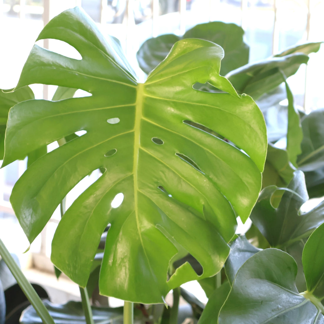 Monstera Deliciosa 200mm