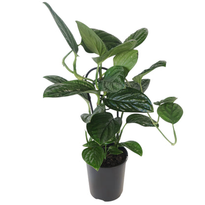 Monstera Karstenianum Peru 125mm