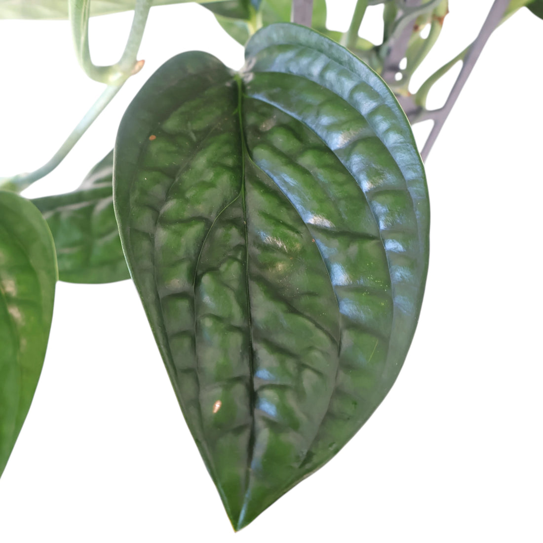 Monstera Karstenianum Peru 125mm