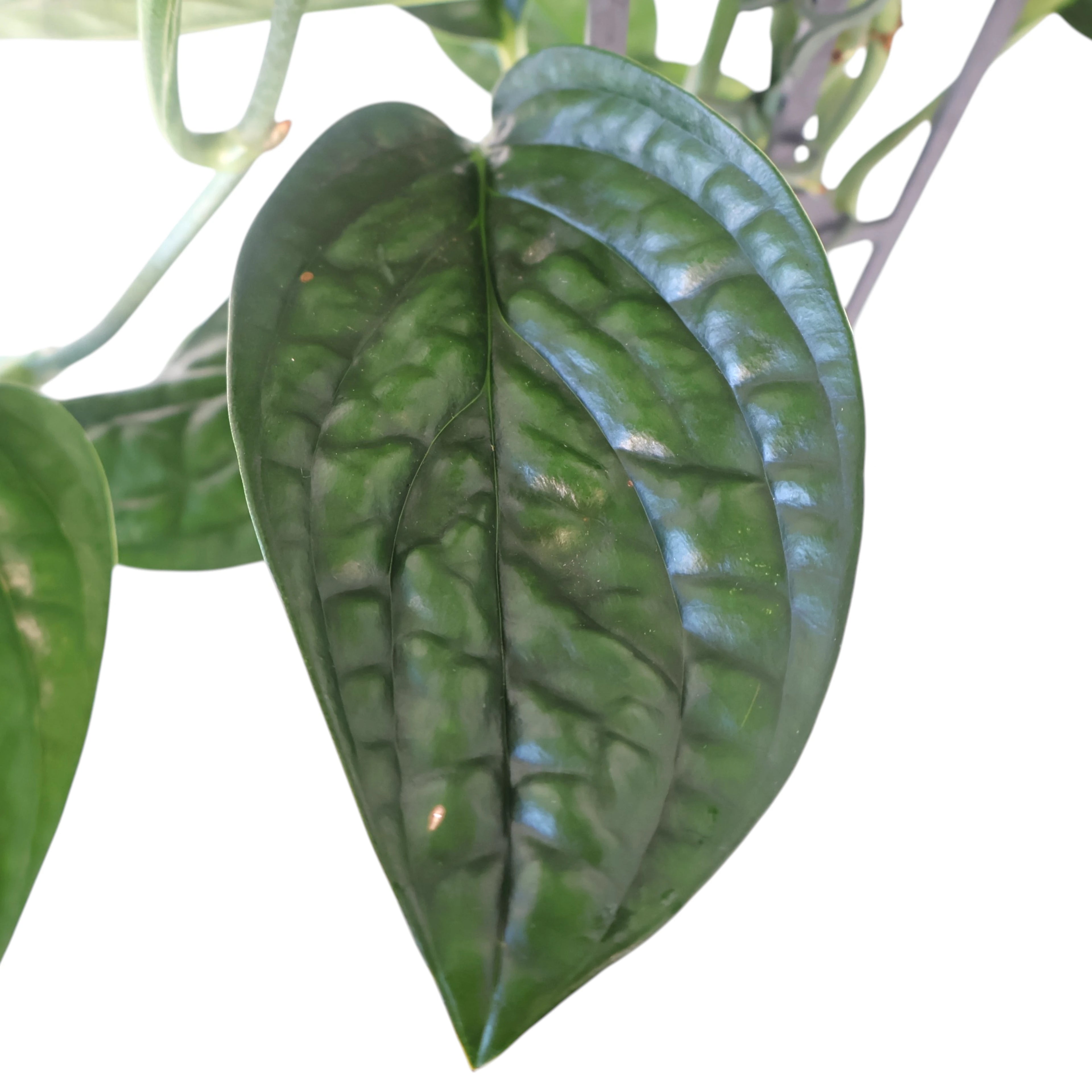 Monstera Karstenianum Peru 125mm