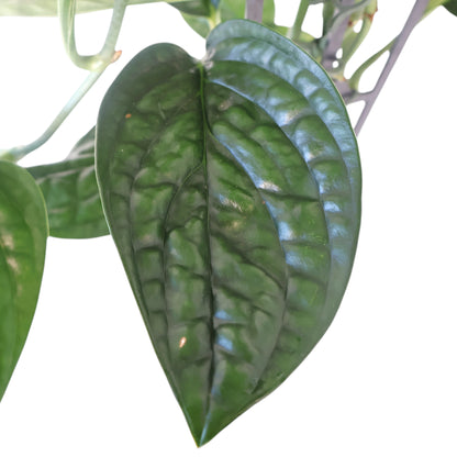 Monstera Karstenianum Peru 125mm