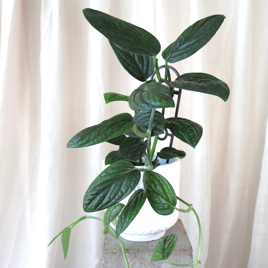 Monstera Karstenianum Peru 70mm