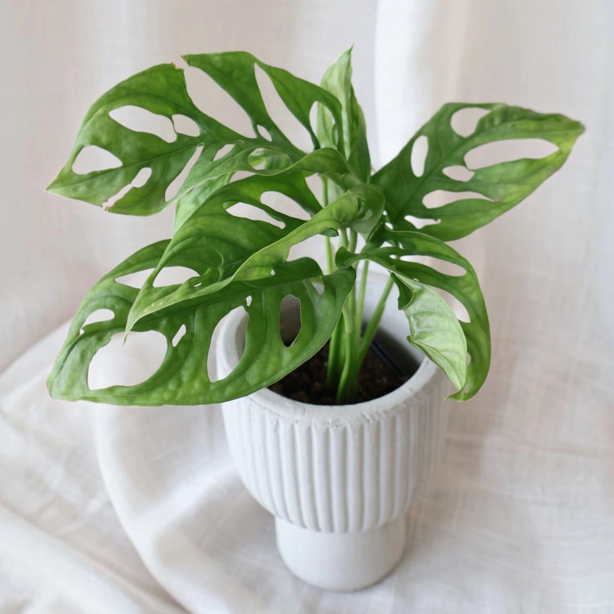 Monstera Monkey Mask 70mm
