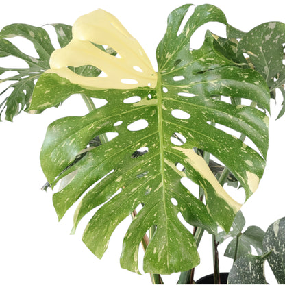 Monstera Thai Constellation 300mm