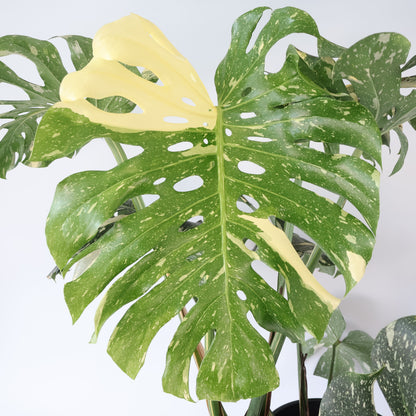 Monstera Thai Constellation 300mm