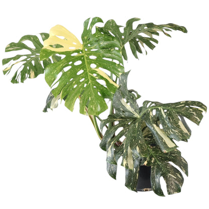 Monstera Thai Constellation 300mm