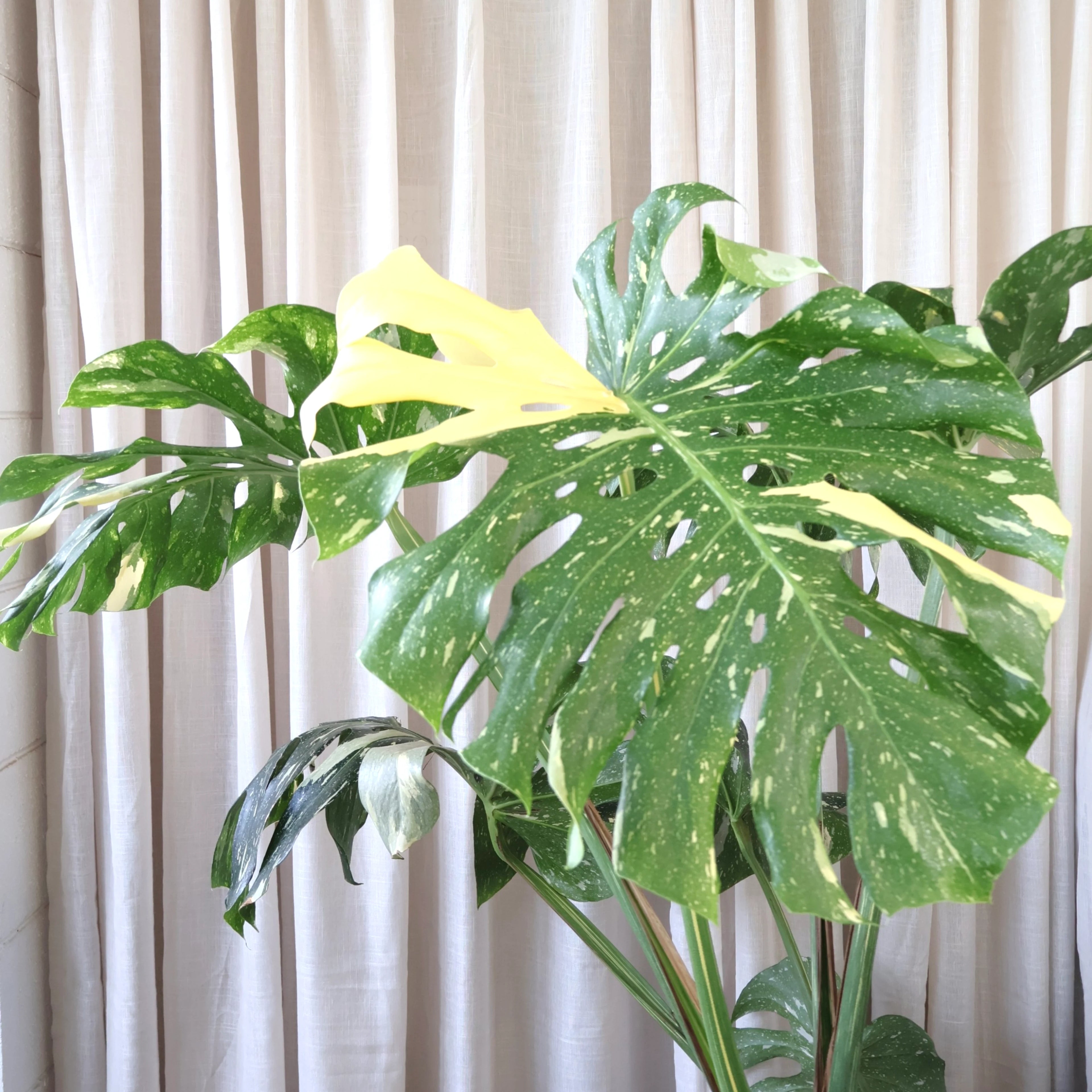 Monstera Thai Constellation 300mm