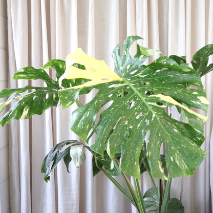 Monstera Thai Constellation 300mm