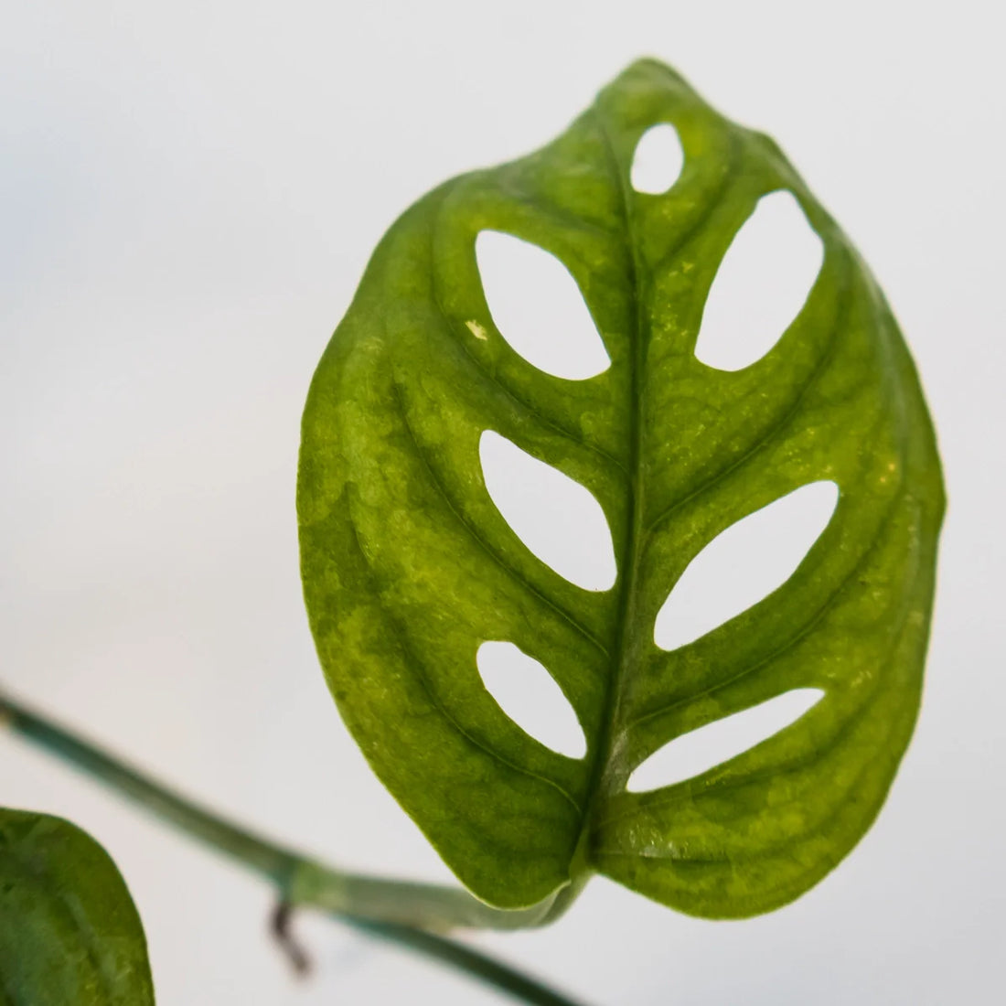 Monstera Adansonii 70mm