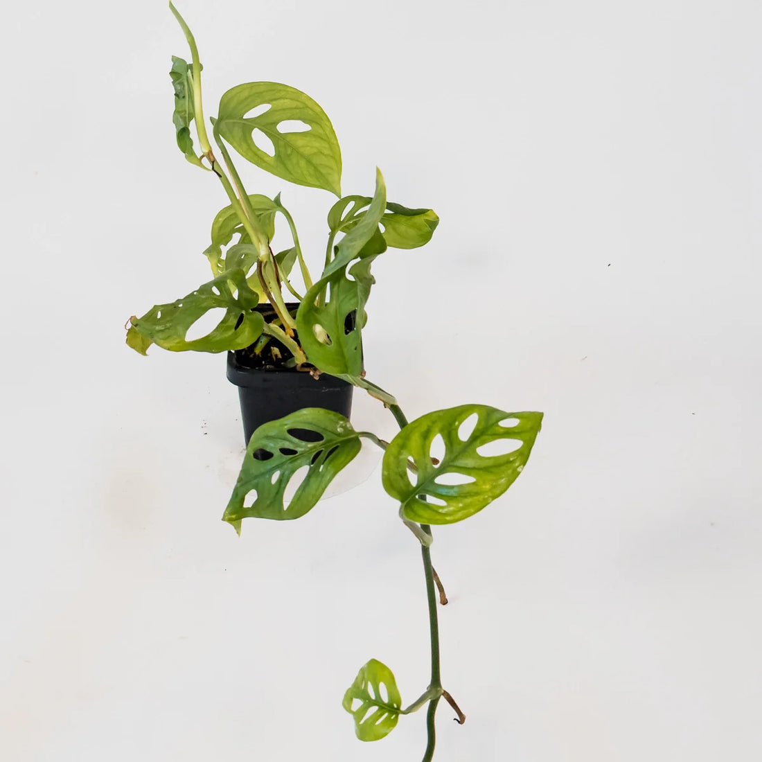 Monstera Adansonii 70mm