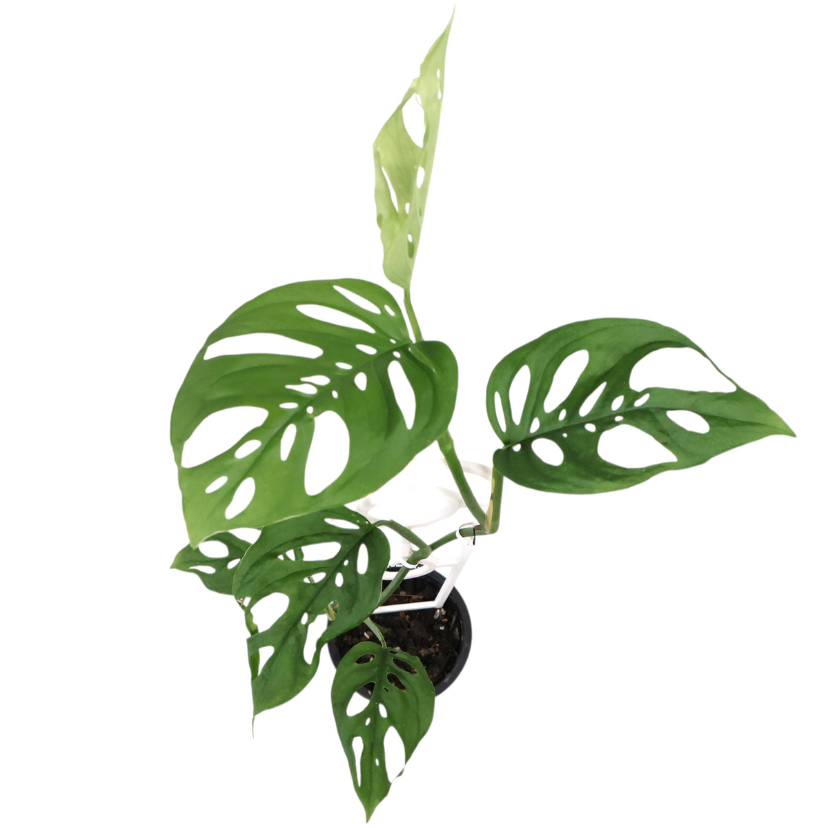 Monstera Adansonii 90mm