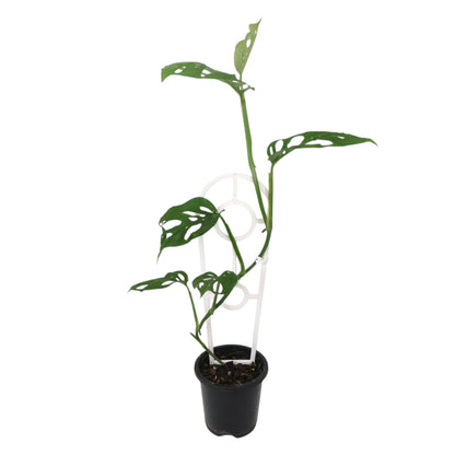 Monstera Adansonii 90mm