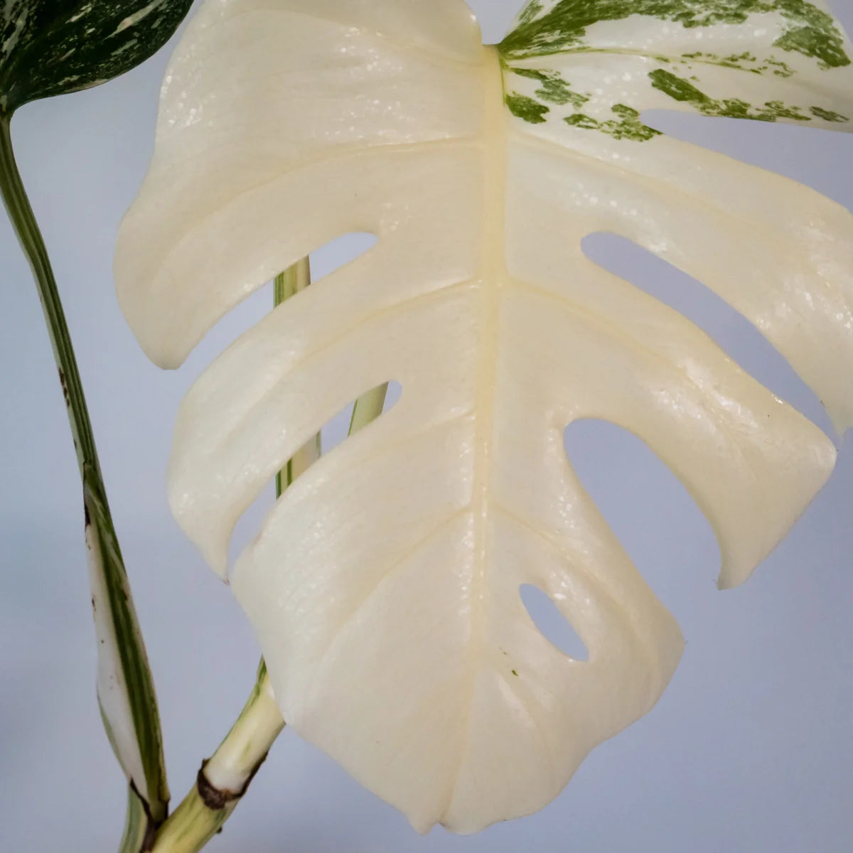 Monstera Albo Variegata 125mm