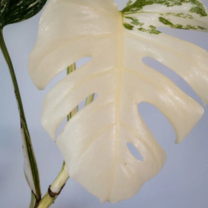 Monstera Albo Variegata 125mm