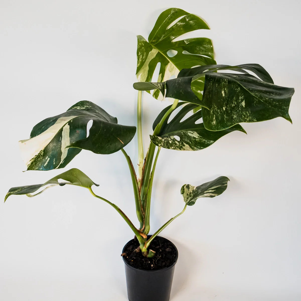 Monstera Albo Variegata 125mm