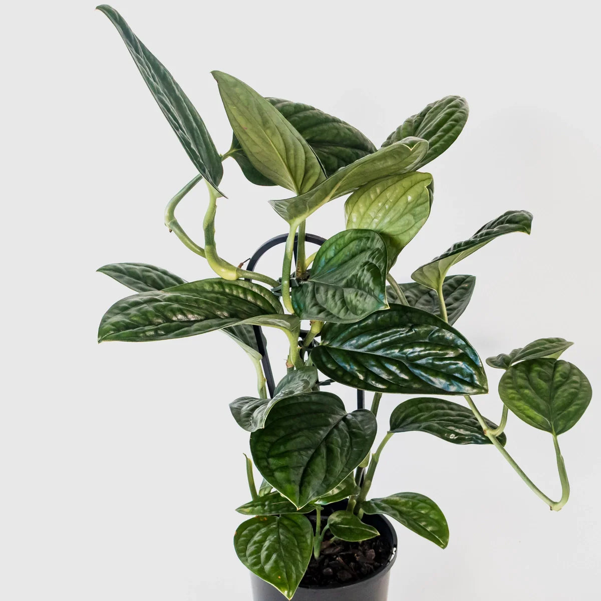 Monstera Karstenianum Peru 125mm