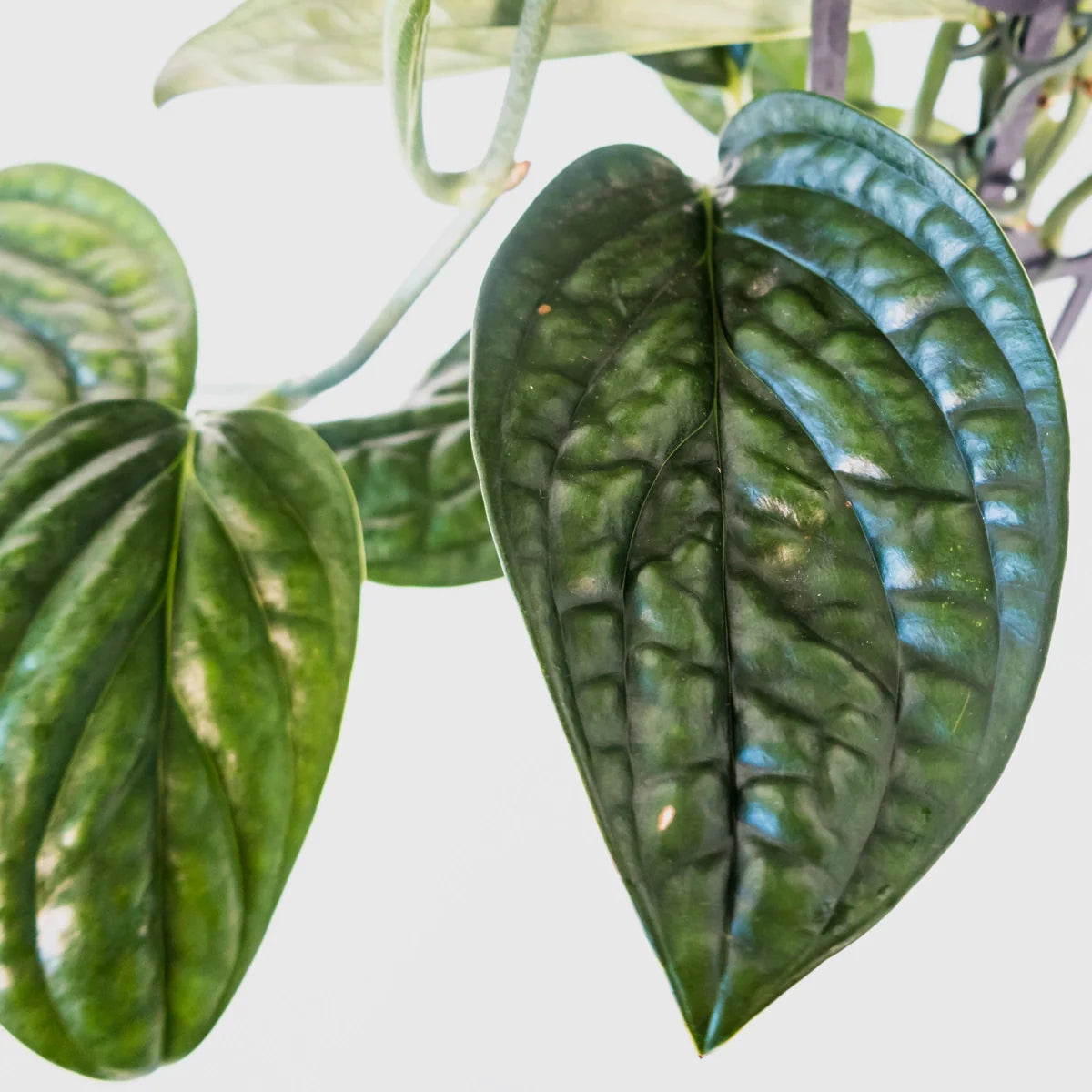 Monstera Karstenianum Peru 125mm