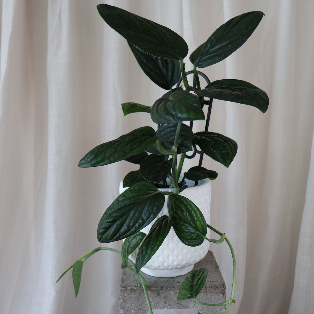 Monstera Karstenianum Peru 125mm