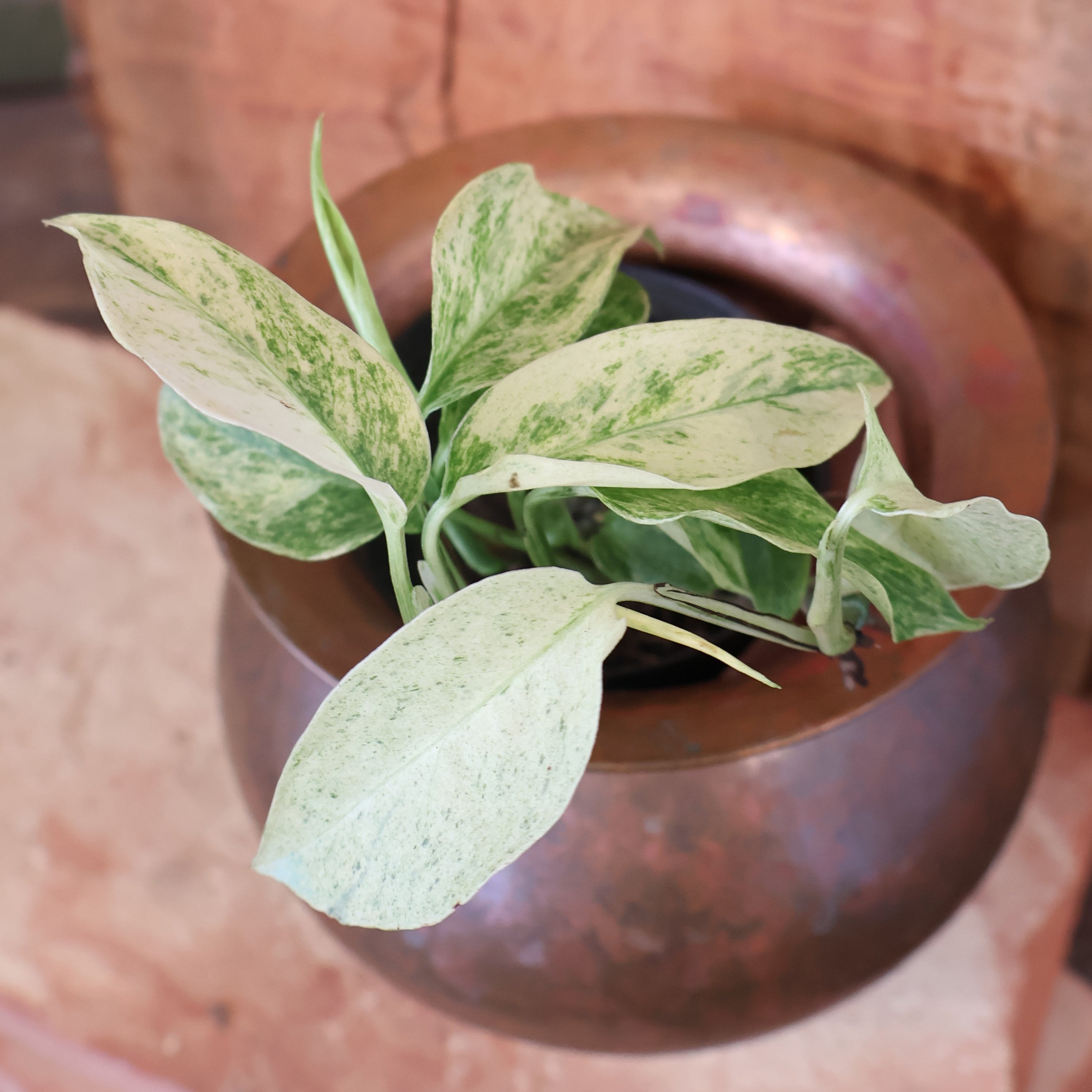 Monstera Laniata Variegata 70mm