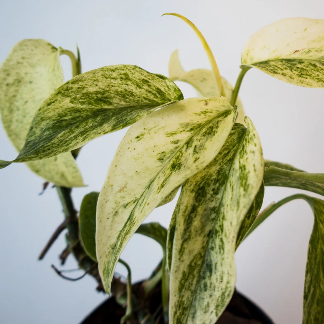 Monstera Laniata Variegata 70mm