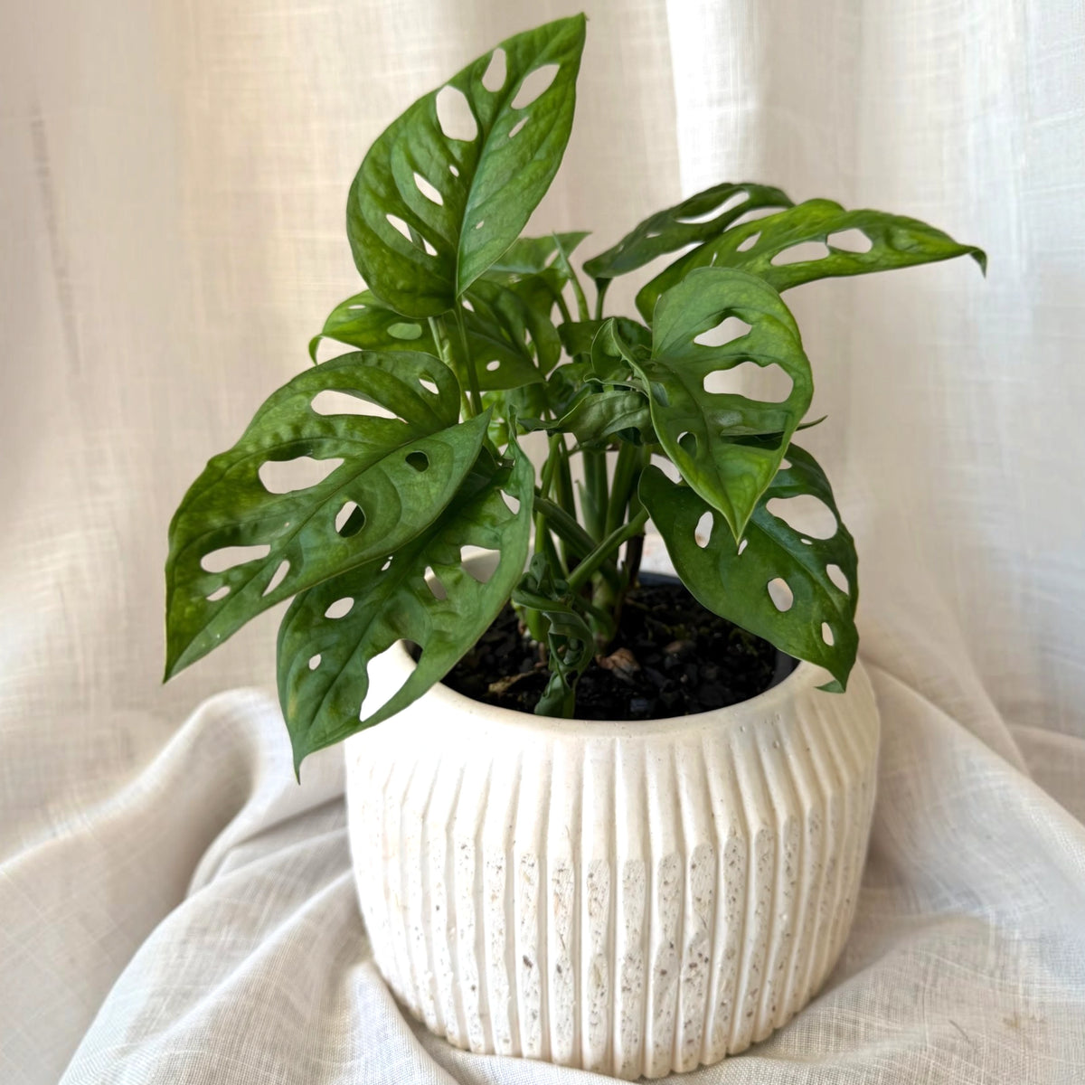 Monstera Obliqua Var Expilata 130mm