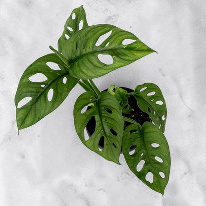 Monstera Obliqua Var Expilata 130mm